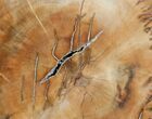 Gorgeous Araucaria Petrified Wood Slab - #6782-2